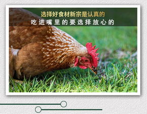 探秘专属辣味——《神菇五指鸡爪》的正宗美味传说