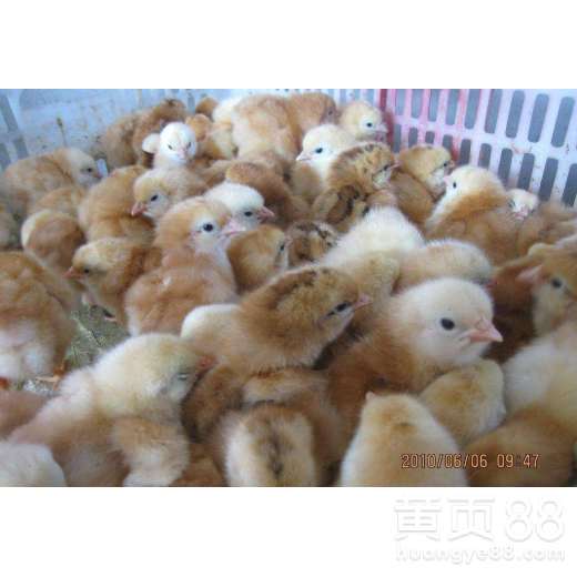 鸡西鸡苗孵化价格及鸡苗运输承包招标公告——服务为先，品质为本