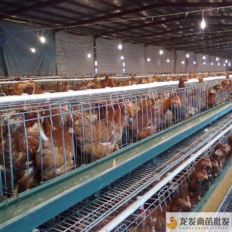 精选鸡孵化 价格与厂家信息指南