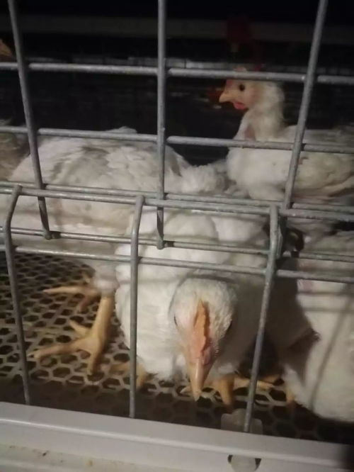 肉鸡采食量不足应怎么办——从孵化到养殖期的全面分析与解决策略
