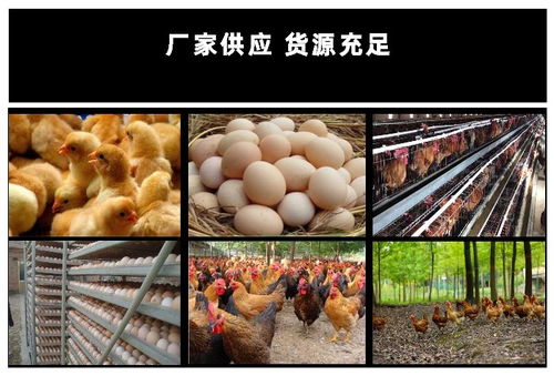 枣阳土鸡苗行情稳中有升 建宏孵化场专业供应受到热捧