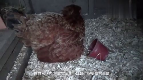 流水线上的生命与食道的悖论