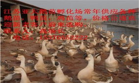 昭通鹅苗孵化与鸡孵化 技术与实践指南