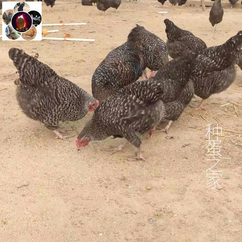 大种芦花鸡种蛋受精蛋土鸡大型鸡种蛋可孵化小鸡受精卵可孵化的蛋 ,一品好特惠