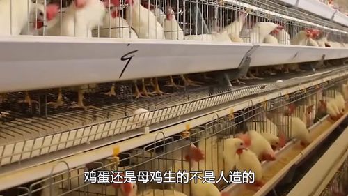 实拍 工厂鸡蛋生产全过程,可算知道超市鸡蛋哪来的了