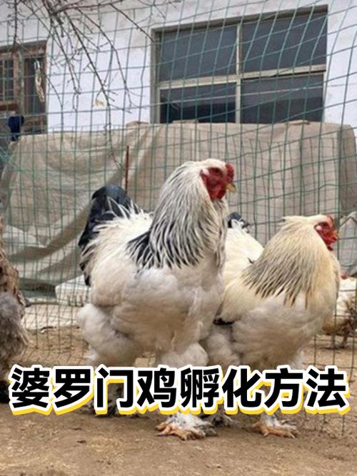 婆罗门鸡孵化方法全指南 从种蛋选择到雏鸡出壳
