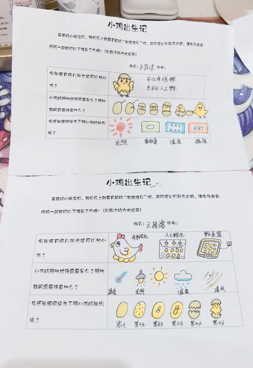 小鸡孵化全记录 21天成长日记